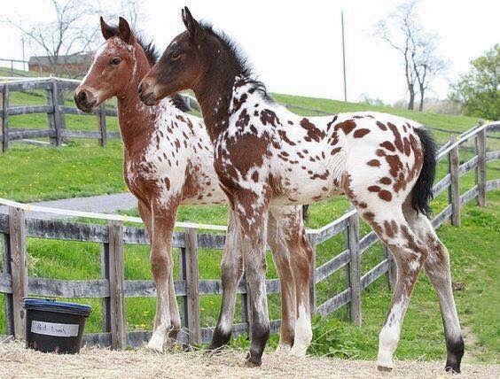 Appaloosa Foals